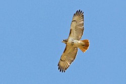 Red-tailed Hawk (Buteo jamaicensis borealis), eastern